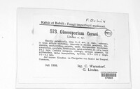 Image of Gloeosporium cerasi